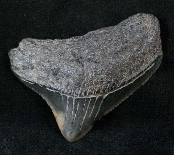 Posterior Megalodon Tooth - South Carolina #13972